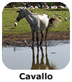 Cavallo